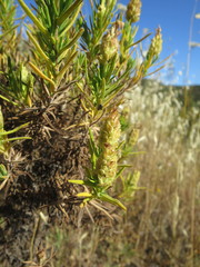 Lavandula viridis