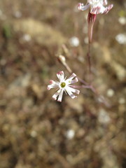 Silene portensis