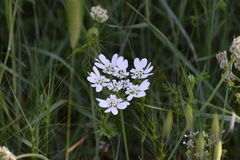 Orlaya grandiflora