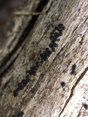 Rosellinia subiculata