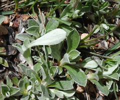 Antennaria marginata