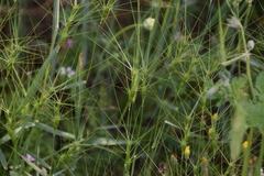 Aegilops triuncialis