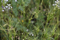 Aegilops triuncialis