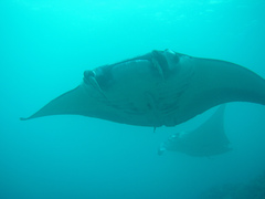 Mobula birostris