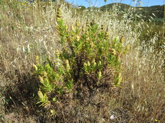 Lavandula viridis