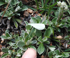 Antennaria marginata