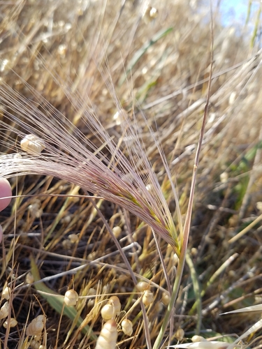 Image of Elymus multisetus by (c) D Defreese, some rights reserved (CC BY)