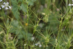Aegilops triuncialis