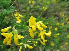 Cytisophyllum sessilifolium