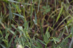 Aegilops triuncialis