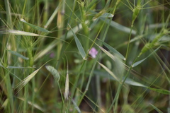 Aegilops triuncialis