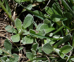 Antennaria marginata