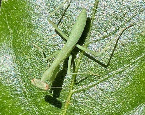 iNaturalist observation photo of Arizona Mantis