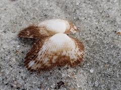 Fugleria tenera