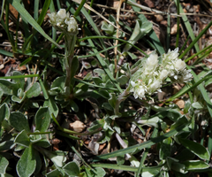 Antennaria marginata
