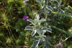 Marrubium incanum