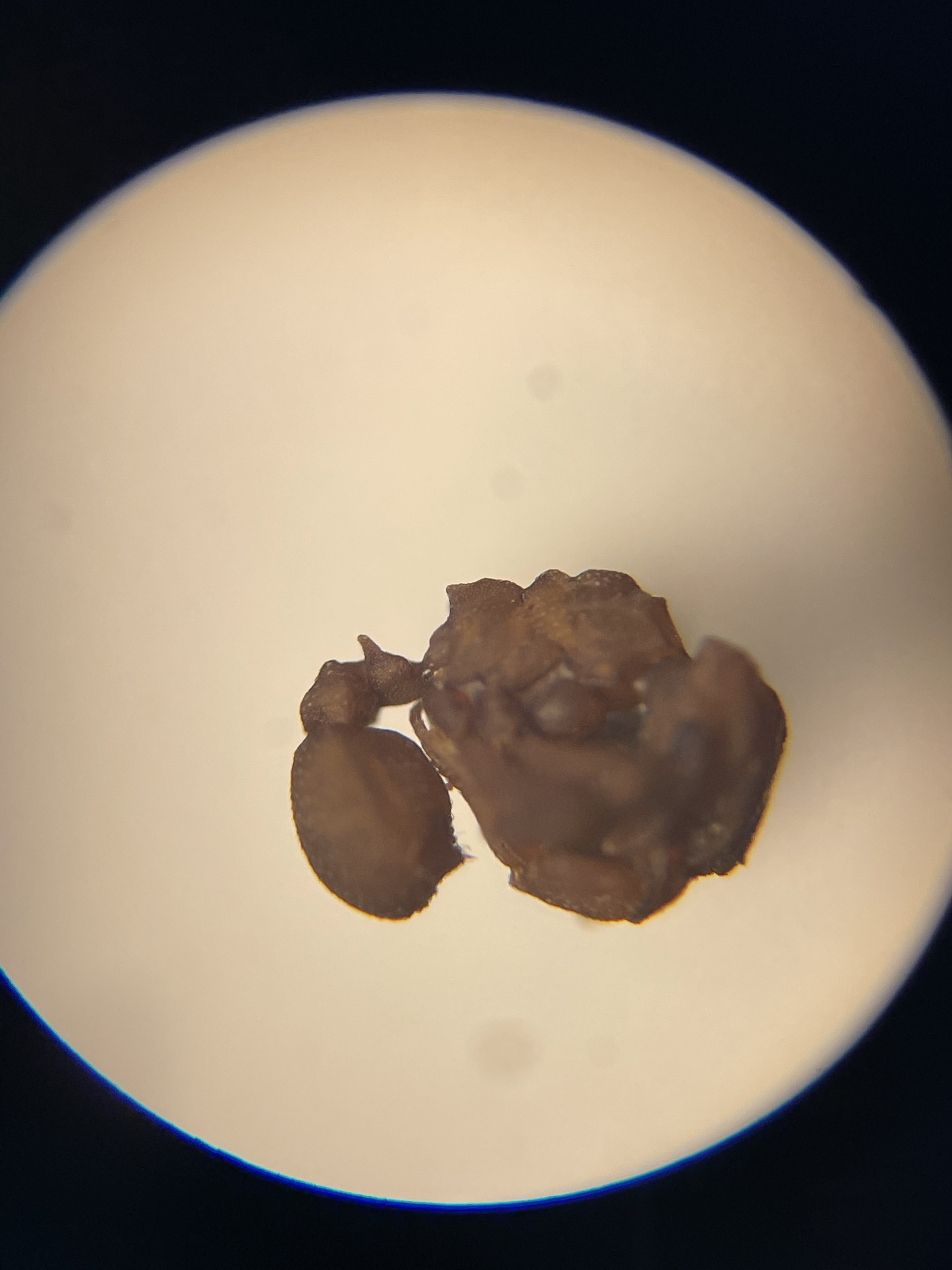 Cyphomyrmex wheeleri