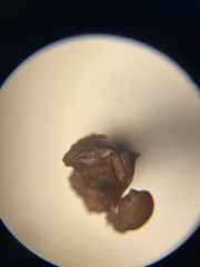 Cyphomyrmex wheeleri