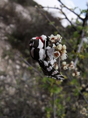 Arachnis dilecta