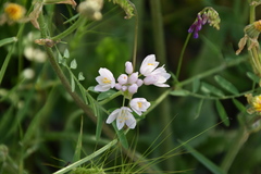 Allium roseum