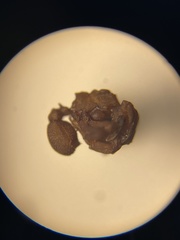 Cyphomyrmex wheeleri