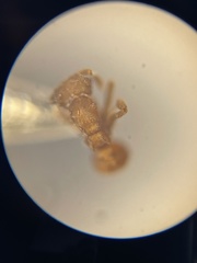 Cyphomyrmex wheeleri