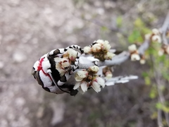 Arachnis dilecta