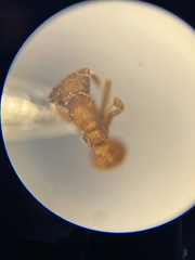 Cyphomyrmex wheeleri