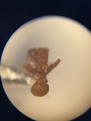 Cyphomyrmex wheeleri