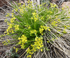 Cymopterus anisatus