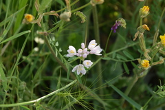 Allium roseum