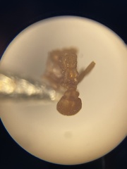 Cyphomyrmex wheeleri