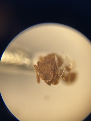 Cyphomyrmex wheeleri