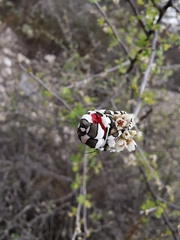 Arachnis dilecta