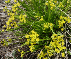 Cymopterus anisatus