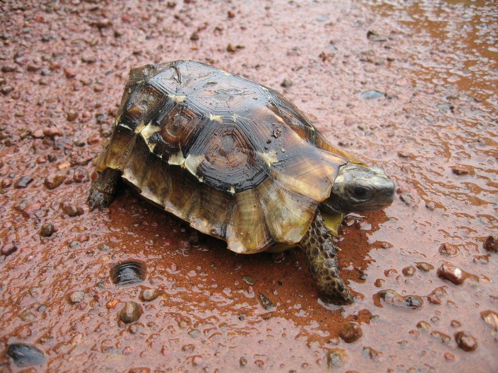 Tortue à charnière de Home (Kinixys homeana)