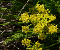 Cymopterus anisatus