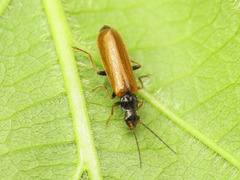 Rhagonycha fuscitibia