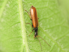 Rhagonycha fuscitibia