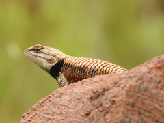 Sceloporus uniformis