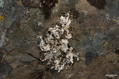 Platismatia wheeleri