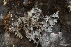 Platismatia wheeleri