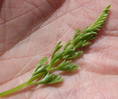 Cymopterus anisatus