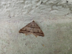 Macaria multilineata