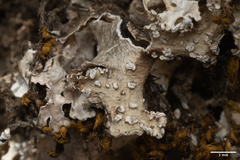 Platismatia wheeleri