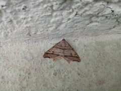 Macaria multilineata