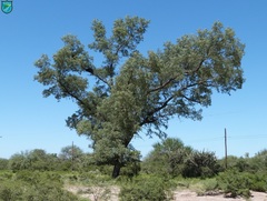 Schinopsis lorentzii