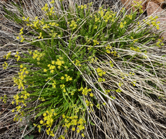 Cymopterus anisatus