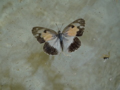 Colotis phisadia