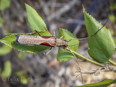 Uracanthus triangularis
